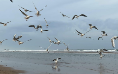 Et si vous decouvriez les plaisirs de la Manche et de la Normandie ?